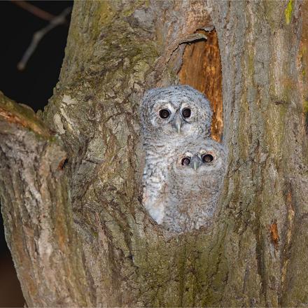 Elle niche dans les grandes cavités de vieux arbres feuillus, dans les bâtiments et nichoirs.