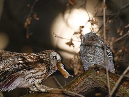 La chouette hulotte mange des rongeurs, chauves-souris...