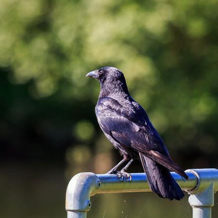 La corneille noire a le plumage noir mais plus brillant que celui du corbeau.