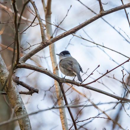 Elle passe l'hiver sur le pourtour méditérannéen.