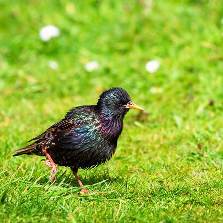 Au jardin, l'étourneau sansonnet fait des pas saccadés alors que le merle sautille.