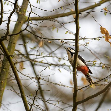 Le pic épeiche vit dans les forêts claires de feuillus ou mixtes, les parcs de feuillus et parfois près des habitations.