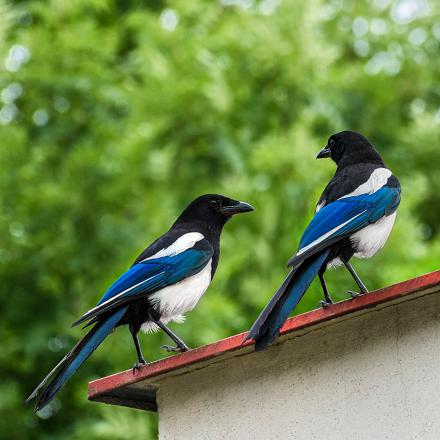 Les ailes et la queue sont noires avec des reflets métalliques bleu ou vert.