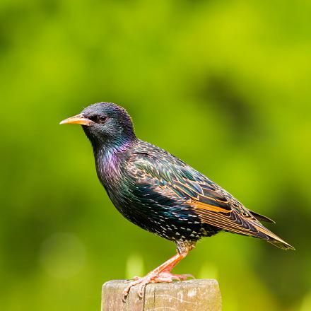 Il est sédentaire ou parfois migrateur de moyenne distance.