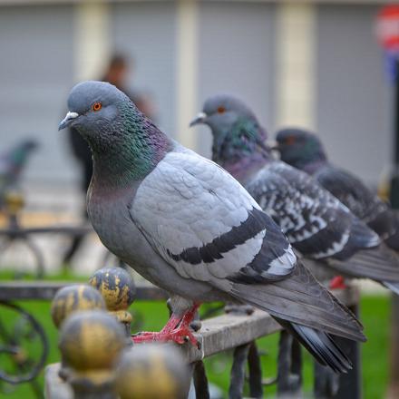 Certains ressemblent à leur souche sauvage d'origine, le pigeon biset, qui vit dans les falaises et en montagne.