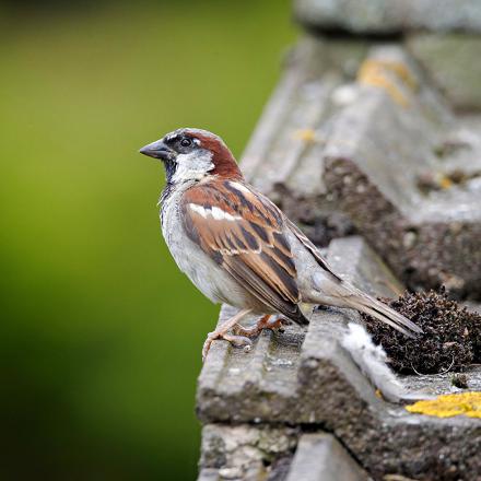 Le moineau domestique vit près des habitations, en ville et à la campagne.