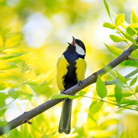  La mésange charbonnière peut produire un chant assez court : 