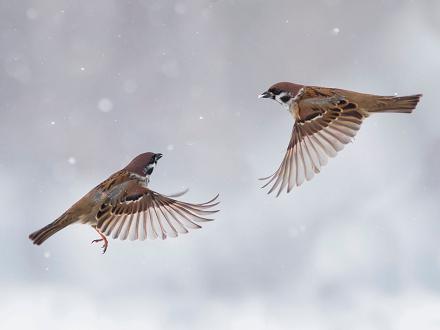 En vol, il est capable de s'élever à la verticale et de tourner sur place comme un hélicoptère.