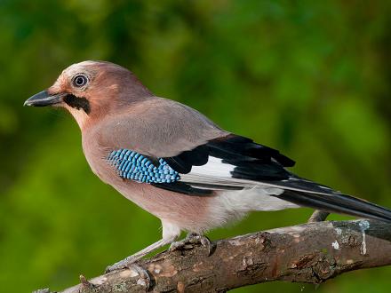 Ses ailes sont noires et blanches avec une barre alaire bleue striée de noir.