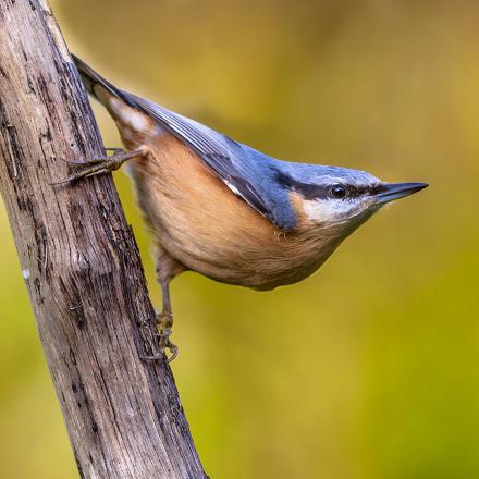 La sittelle torchepot a le dessus de la tête bleue, des joues blanches et un bandeau oculaire noir.