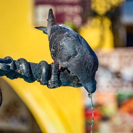 Le pigeon domestique vit en grand nombre dans les villes et villages, mais sont plutôt rares en pleine campagne.