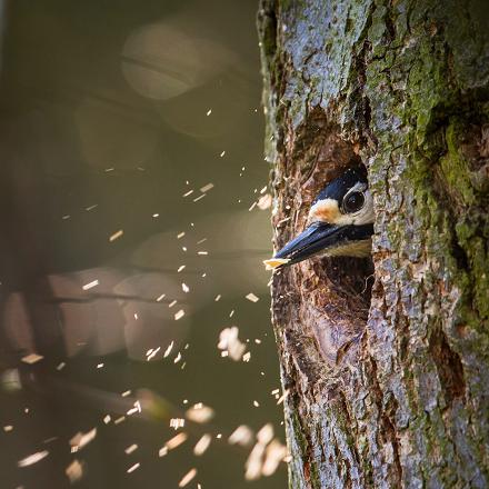 Son nid est tapissé de copeaux de bois.