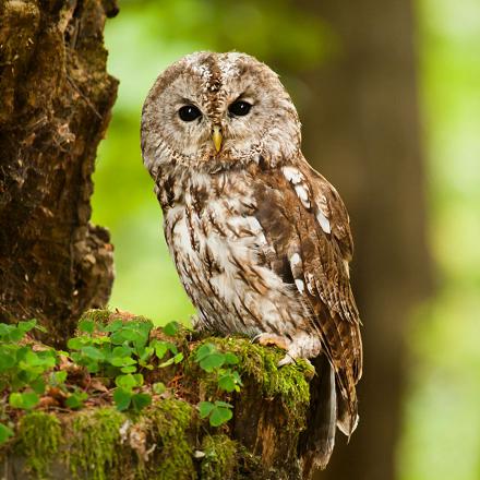 La chouette hulotte est un peu plus grande que le hibou moyen-duc.