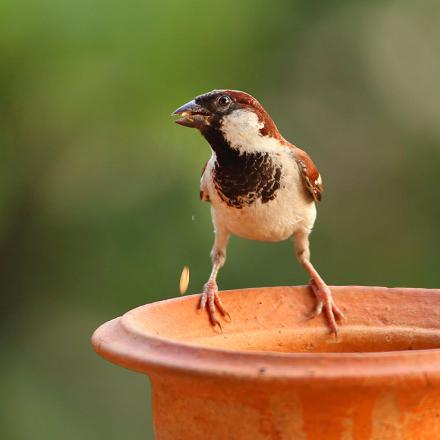 Il a un bec de granivore (court, conique et robuste). Il mange majoritairement des graines.