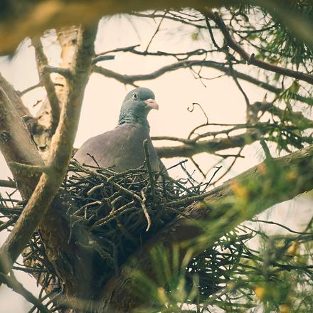 Il niche dans les arbres, en hauteur, au niveau de la division de plusieurs branches, c'est-à-dire, les 