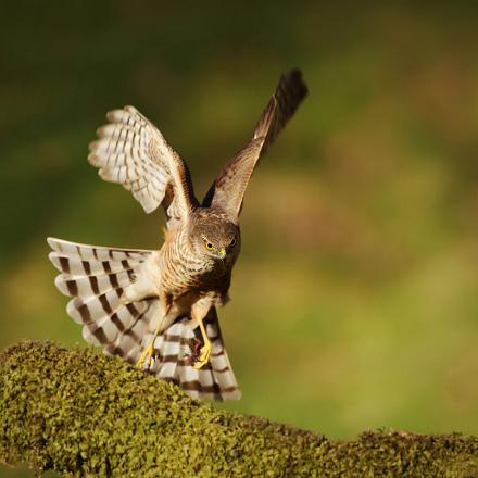 L'épervier d'Europe chasse par surprise les petits oiseaux