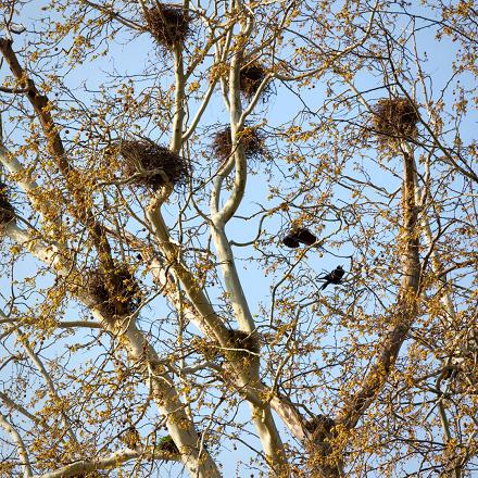 Le corbeau freux niche en colonie, en hauteur dans les grands arbres.