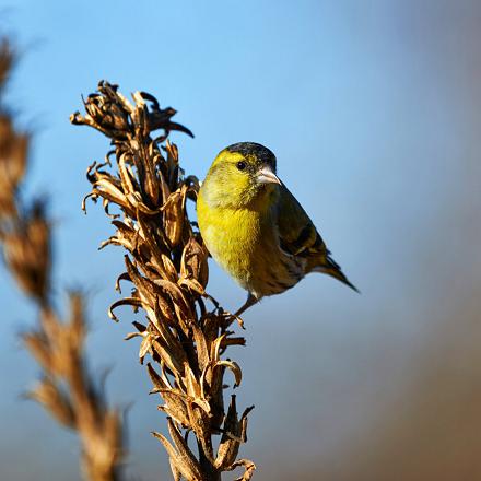 C'est un migrateur de moyenne distance. Il quitte les régions montagneuses à la fin de l'hiver pour aller dans les plaines.