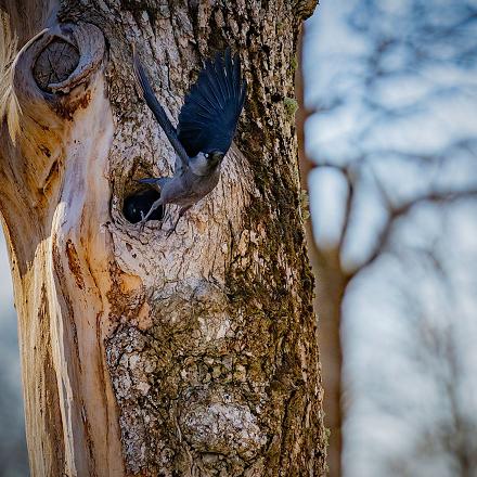 Il niche dans des endroits variés : dans les falaises, arbres, bâtiments et nichoirs...