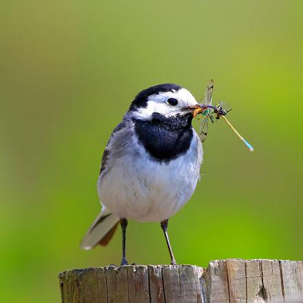 Elle mange des petites mouches et autres insectes volants qu'elle trouve près des cours d'eau.