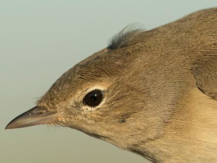 Ses yeux sont noirs avec un cercle oculaire clair qui ressemble parfois à un sourcil clair.