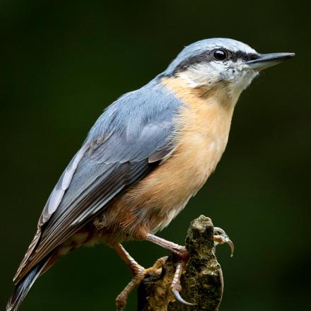 Ses pattes possèdent des ongles courbes comme des griffes au bout des doigts pour s'accrocher facilement. 