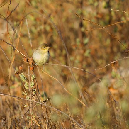 On remarque davantage sa présence à son chant qu'à son plumage camouflage.