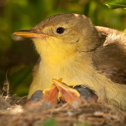 La période de reproduction de l'hypolaïs polyglotte s'étend de mai à août.