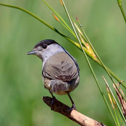 On reconnaît la fauvette à tête noire à son plumage gris et à sa calotte noire sur la tête.