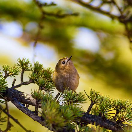 Mais son chant est tellement aigu qu'on a parfois du mal à l'entendre en forêt.