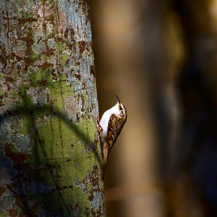 Le grimpereau des jardins vit dans les forêts clairsemées de feuillus ou mixtes et les parcs et jardins.