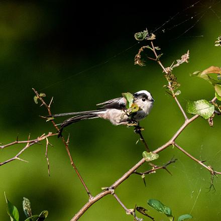 Grâce à son poids plume, ses longues pattes et sa longue queue qui sert de balancier, elle va au bout des branches les plus fines.