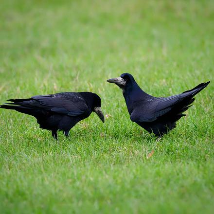 Au cours de la parade nuptiale, les deux partenaires maintiennent leurs ailes relevées, pratiquent une toilette de plumage, puis une offrande de nourriture et des duos de chants.