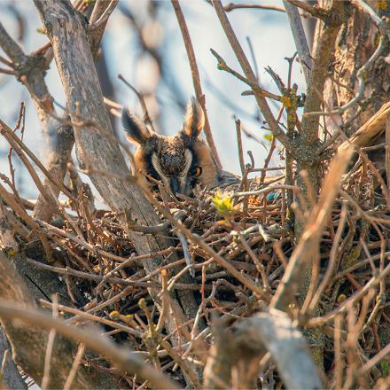 Son nid est souvent un ancien nid de corvidés, de rapaces ou même d'écureuils...