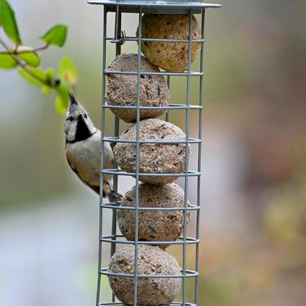 Au jardin,  elle sera attirée par les boules de graisse.