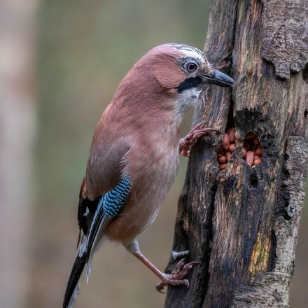 Le geai des chênes mange principalement des glands, noisettes et faines de hêtres à la mauvaise saison.