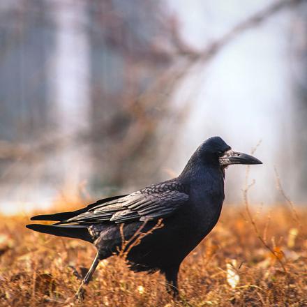 Il se déplace en marchant de manière maladroite au sol mais il est très agile en vol. 