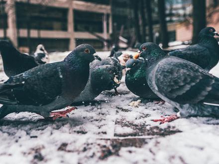 Le pigeon domestique est majoritairement granivore... 