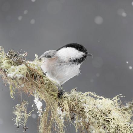 Écoutez le chant de la mésange nonnette au début de cet extrait. 