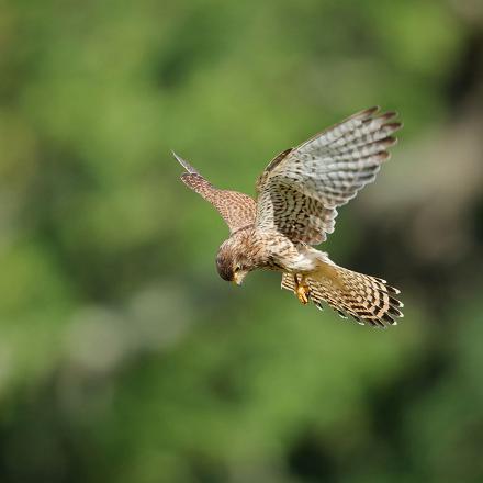 Le faucon crécerelle chasse en vol en virevoltant sur place, pour guetter le sol...