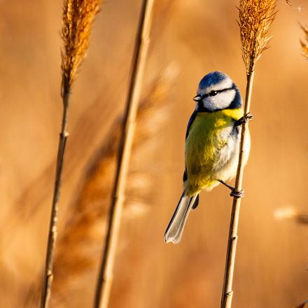 La mésange bleue est répandue dans toute l'Europe, sauf dans le Grand Nord (nord de la Scandinavie et Islande).
