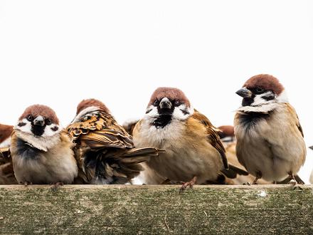 Comme le moineau domestique, le moineau friquet est très sociable et vit en colonie.