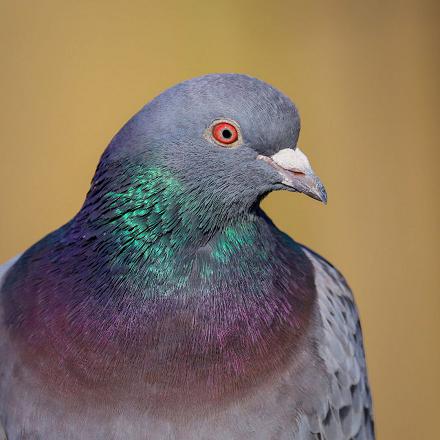 Le pigeon biset a les yeux oranges, la tête gris foncé, le cou avec des reflets verts puis violets vers la poitrine .