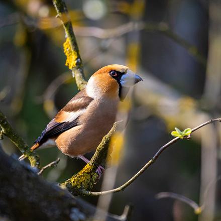 Le grosbec casse-noyaux vit dans les forêts de feuillus ou mixtes et les parcs et jardins.