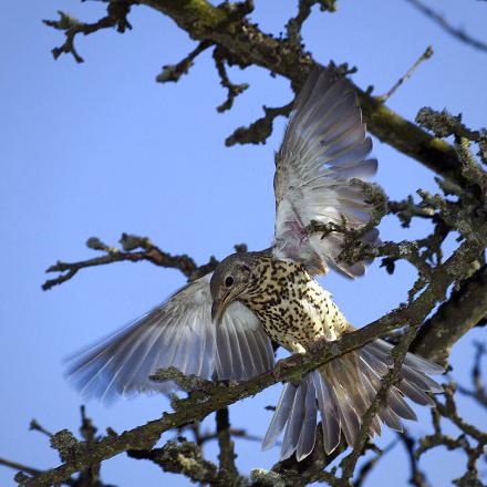 La grive draine a un vol ondulant et un puissant battement d'aile.