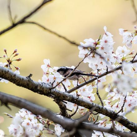 Ainsi que dans les parcs, buissons, haies et jardins.