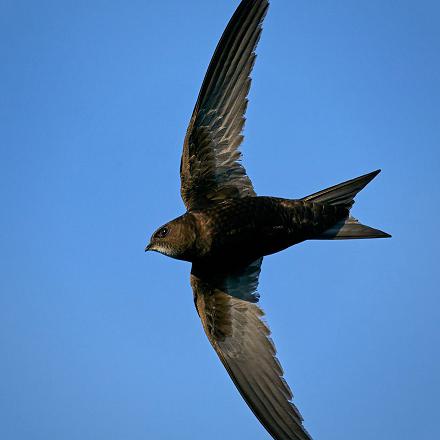 Ses ailes sont plus longues que celles des hirondelles et sont en forme de faux, très caractéristiques en vol.