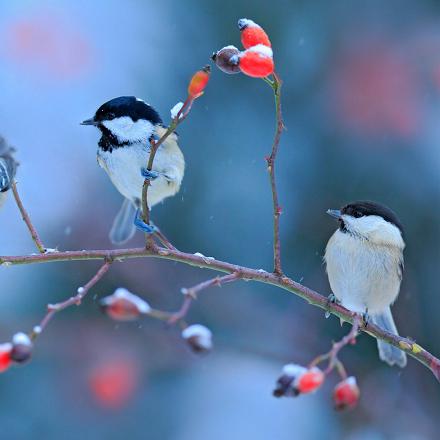 En hiver, la mésange noire se déplace souvent avec d’autres  mésanges pour trouver de la nourriture. (À gauche ici, une mésange noire, et à droite, une mésange nonnette)