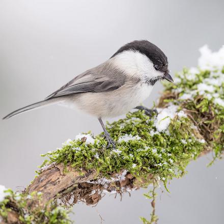 Le nid est une coupe de mousse tapissée de poils dans les trous d’arbres et les nichoirs.