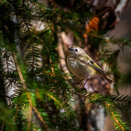 Le roitelet huppé vit dans les forêts de conifères et dans les parcs et jardins plantés de vieux conifères.